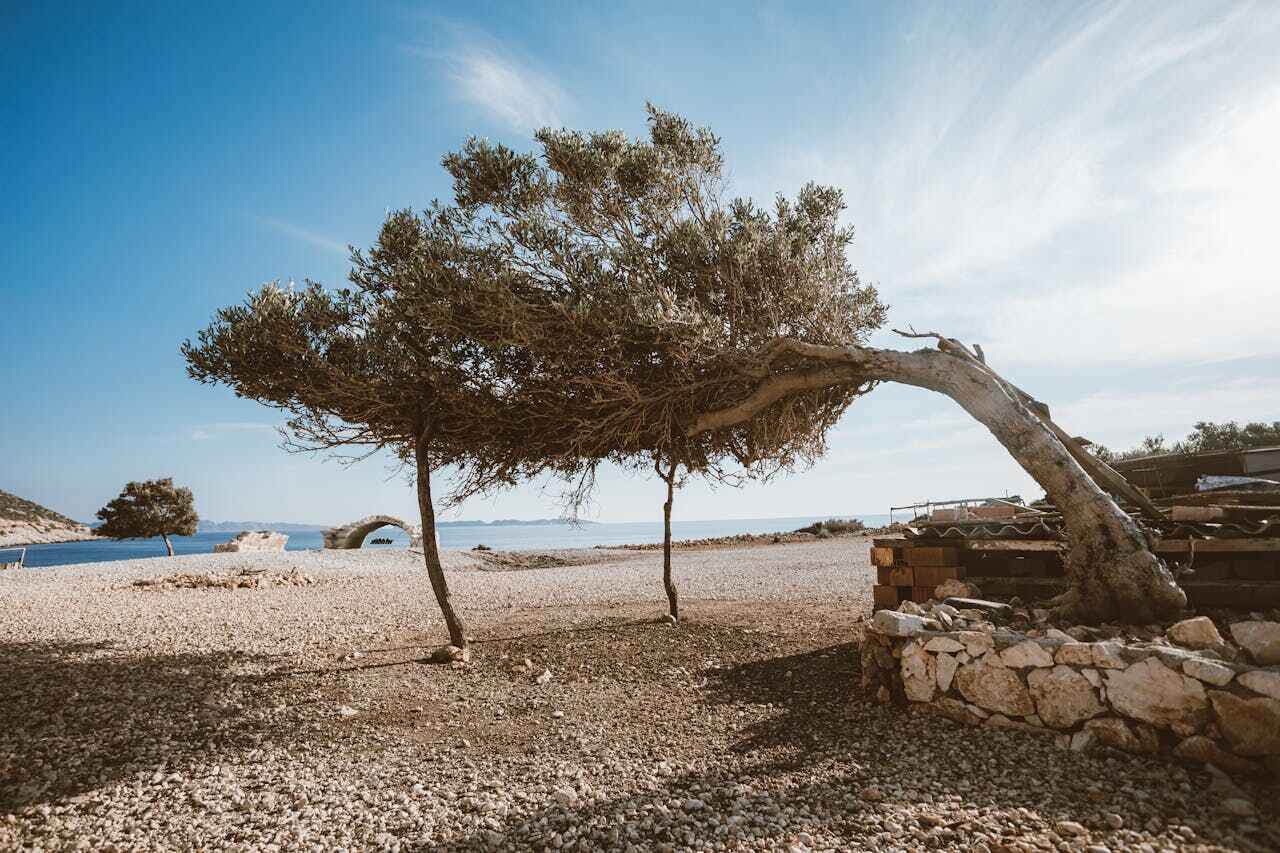 Tree Branch Trimming